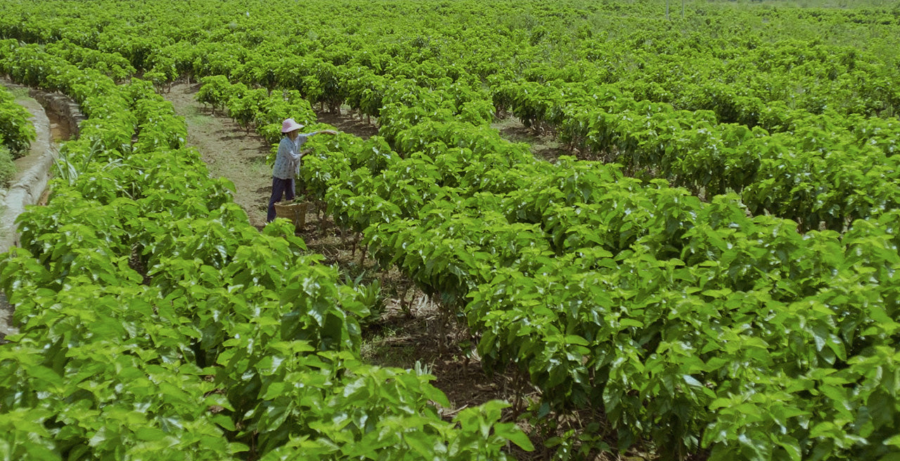 ROOTED IN RESPONSIBILITY